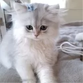 ペルシャ(チンチラ)