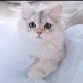 ペルシャ(チンチラ)