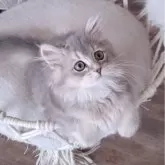 ペルシャ(チンチラ)