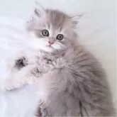 ペルシャ(チンチラ)