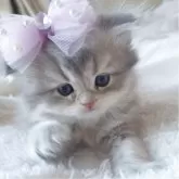 ミヌエット(長足)