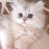 ペルシャ(チンチラ)