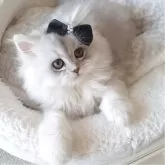 ミヌエット(長足)