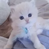 ミヌエット(長足)