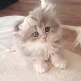 ペルシャ(チンチラ)