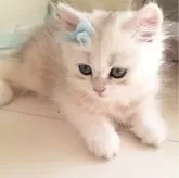 ペルシャ(チンチラ)
