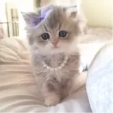 ペルシャ(チンチラ)