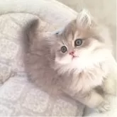 ミヌエット(長足)