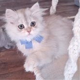 ペルシャ(チンチラ)