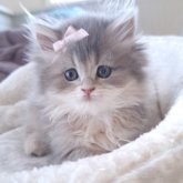 ペルシャ(チンチラ)