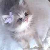 ペルシャ(チンチラ)