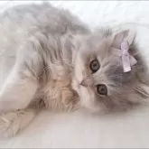 ペルシャ(チンチラ)