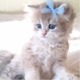 ペルシャ(チンチラ)