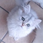 ペルシャ(チンチラ)
