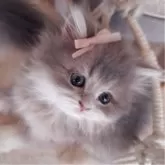 ペルシャ(チンチラ)