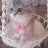 ペルシャ(チンチラ)【千葉県・女の子・2025年8月1日・ブルーチンチラゴールデン】の写真2