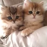 ペルシャ(チンチラ)【千葉県・女の子・2025年1月25日・ブラウンタビー】の写真2