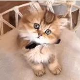 ペルシャ(チンチラ)【千葉県・女の子・2025年1月25日・ブラウンタビー】の写真3