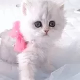 ペルシャ(チンチラ)【千葉県・女の子・2025年3月26日・ブルーチンチラシルバー】の写真3