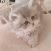 ペルシャ(チンチラ)【千葉県・女の子・2024年11月21日・ブルーチンチラゴールデン】の写真3