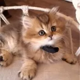 ペルシャ(チンチラ)【千葉県・女の子・2025年1月25日・ブラウンタビー】の写真4