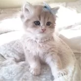 ペルシャ(チンチラ)【千葉県・男の子・2025年10月22日・ブルーゴールデン】の写真4