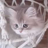 ペルシャ(チンチラ)【千葉県・男の子・2024年12月6日・ブルーチンチラゴールデン】の写真4