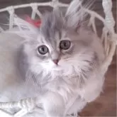 ペルシャ(チンチラ)【千葉県・女の子・2025年8月1日・ブルーチンチラゴールデン】の写真5