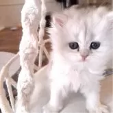 ペルシャ(チンチラ)【千葉県・女の子・2025年3月26日・ブルーチンチラシルバー】の写真5