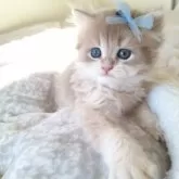 ペルシャ(チンチラ)【千葉県・男の子・2025年10月22日・ブルーゴールデン】の写真6