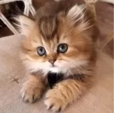 ペルシャ(チンチラ)【千葉県・女の子・2025年1月25日・ブラウンタビー】の写真7