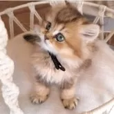 ペルシャ(チンチラ)【千葉県・女の子・2025年1月25日・ブラウンタビー】の写真8