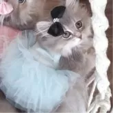 ペルシャ(チンチラ)【千葉県・女の子・2025年8月1日・ブルーチンチラゴールデン】の写真8