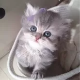 ミヌエット(長足)【千葉県・女の子・2025年11月2日・ブルー&ホワイト】の写真8