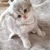 ミヌエット(長足)【千葉県・男の子・2025年10月13日・ブルークリーム】の写真6