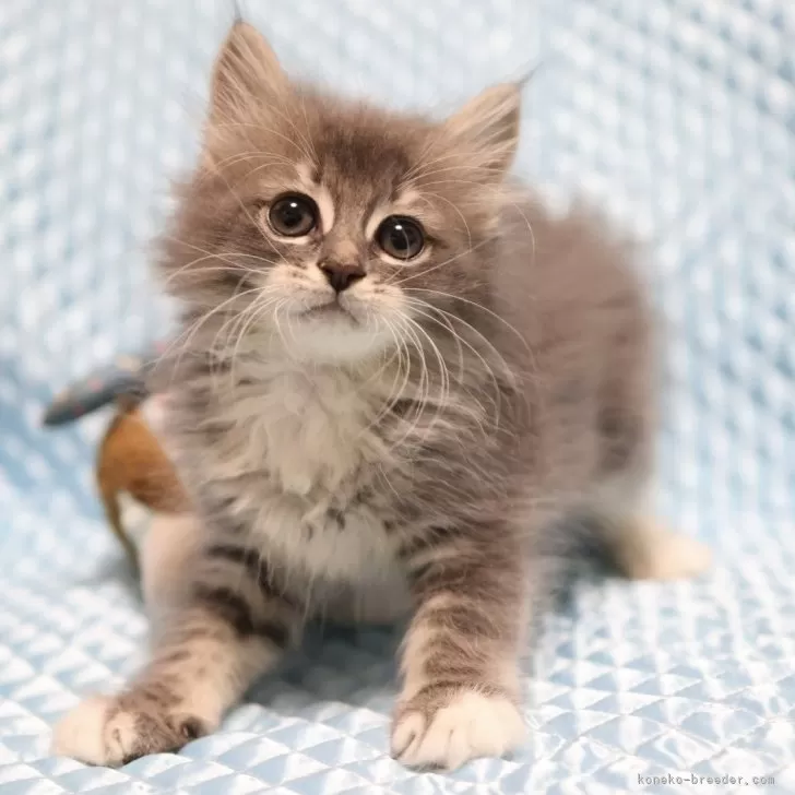 ID：2408-02845の子猫