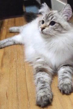東京】名取 亜矢子(なとり あやこ)ブリーダー｜みんなの子猫