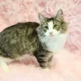 ノルウェージャンフォレストキャット【東京都・女の子・2023年7月18日・ブラウントービー】の写真3「お顔のところと、足のところに少しレッドがはいってます。」