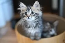 サイベリアン【東京都・女の子・2025年8月23日・ブラウンクラシックタビー】の写真4