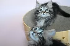 サイベリアン【東京都・女の子・2025年8月23日・ブラウンクラシックタビー】の写真5