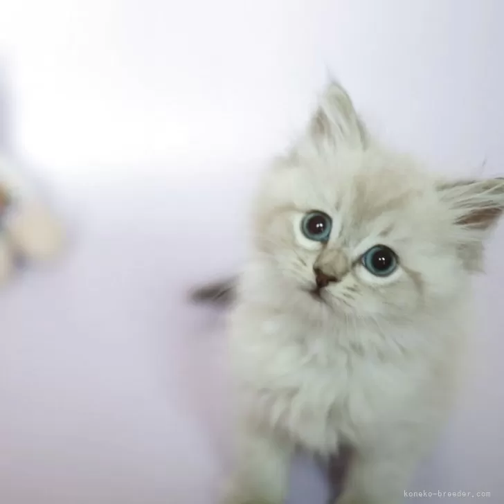 ID：2507-03396の子猫