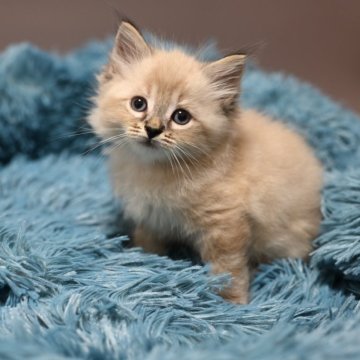 サイベリアン【東京都・男の子・2025年8月23日・シールリンクスポイント】の写真「体もしっかりとした、シールリンクスの子」
