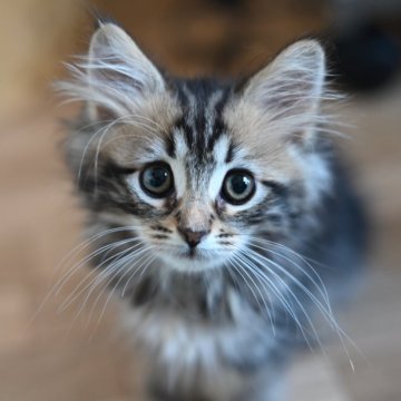 サイベリアン【東京都・女の子・2025年8月23日・ブラウンクラシックタビー】の写真「顔がかわいらしい女の子です」