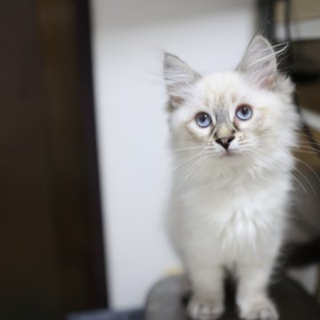 サイベリアン【東京都・男の子・2025年8月23日・ブルーリンクスポイント】の写真「体もしっかりとした男の子、なでるとゴロゴロです！」