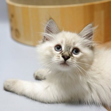 サイベリアン【東京都・男の子・2025年8月23日・ブルーリンクスポイント】の写真「体もしっかりとした、ブルーリンクスの子」