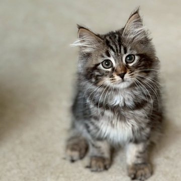 サイベリアン【東京都・女の子・2025年8月23日・ブラウンクラシックタビー】の写真「尻尾の先がちょこっと白い」