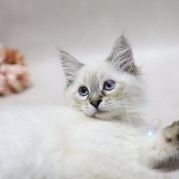 サイベリアン【東京都・男の子・2025年8月23日・シールリンクスポイント】の写真「体もしっかりとした男の子、なでるとゴロゴロ」