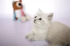 サイベリアン【東京都・女の子・2025年5月30日・ブルーリンクスポイント】の写真2