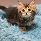 サイベリアン【東京都・女の子・2025年8月23日・ブラウンクラシックタビー】の写真5