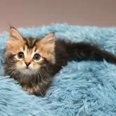 サイベリアン【東京都・女の子・2025年8月23日・ブラウンクラシックタビー】の写真6